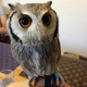 Image for article titled Who Thinks Japan's Owl Cafes Are a Hoot?